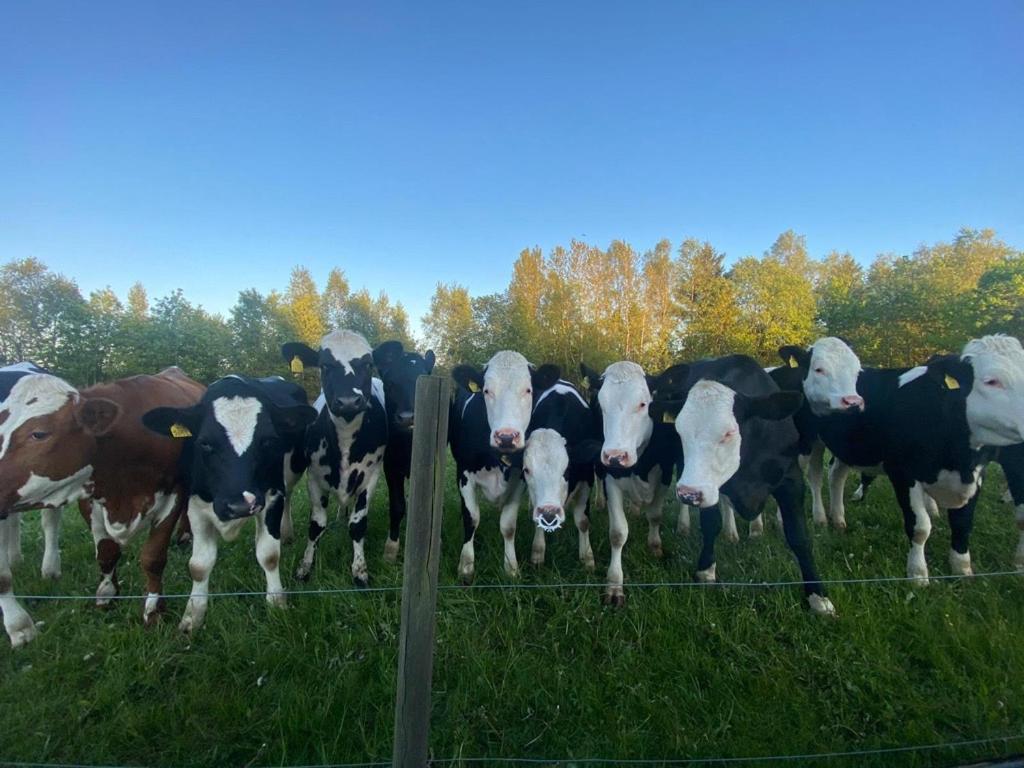 Mysig Stuga Naera Aestad Vingard & Spa Villa Esterno foto